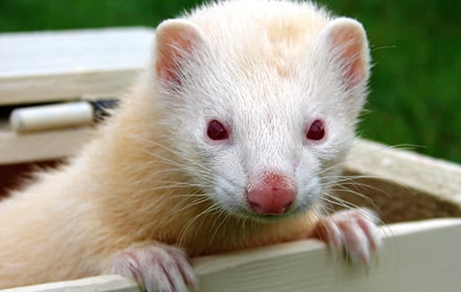 NCG's Golf Glossary: The Ferret and Golden Ferret in Golf